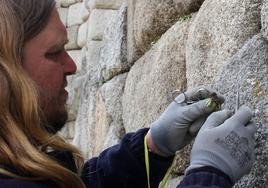 Un trabajador retira un ejemplar herbáceo con pequeñas herramientas.