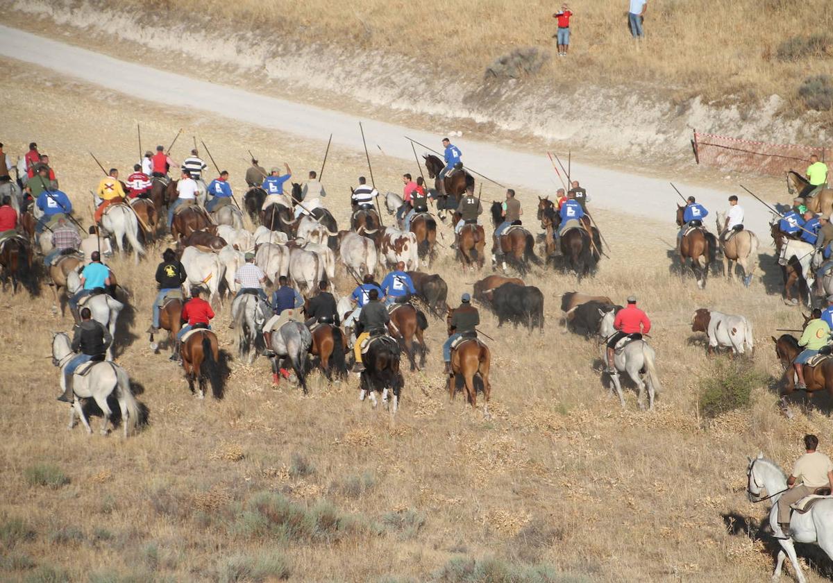 Encierro por el campo de las reses de Alcurrucén el pasado verano.