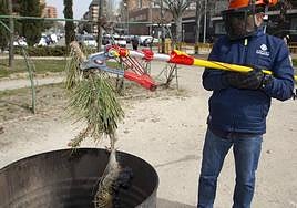 Recogida de nidos en temporadas anteriores en el parque junto al centro cívico José Luis Mosquera.