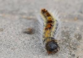 Oruga procesionaria.