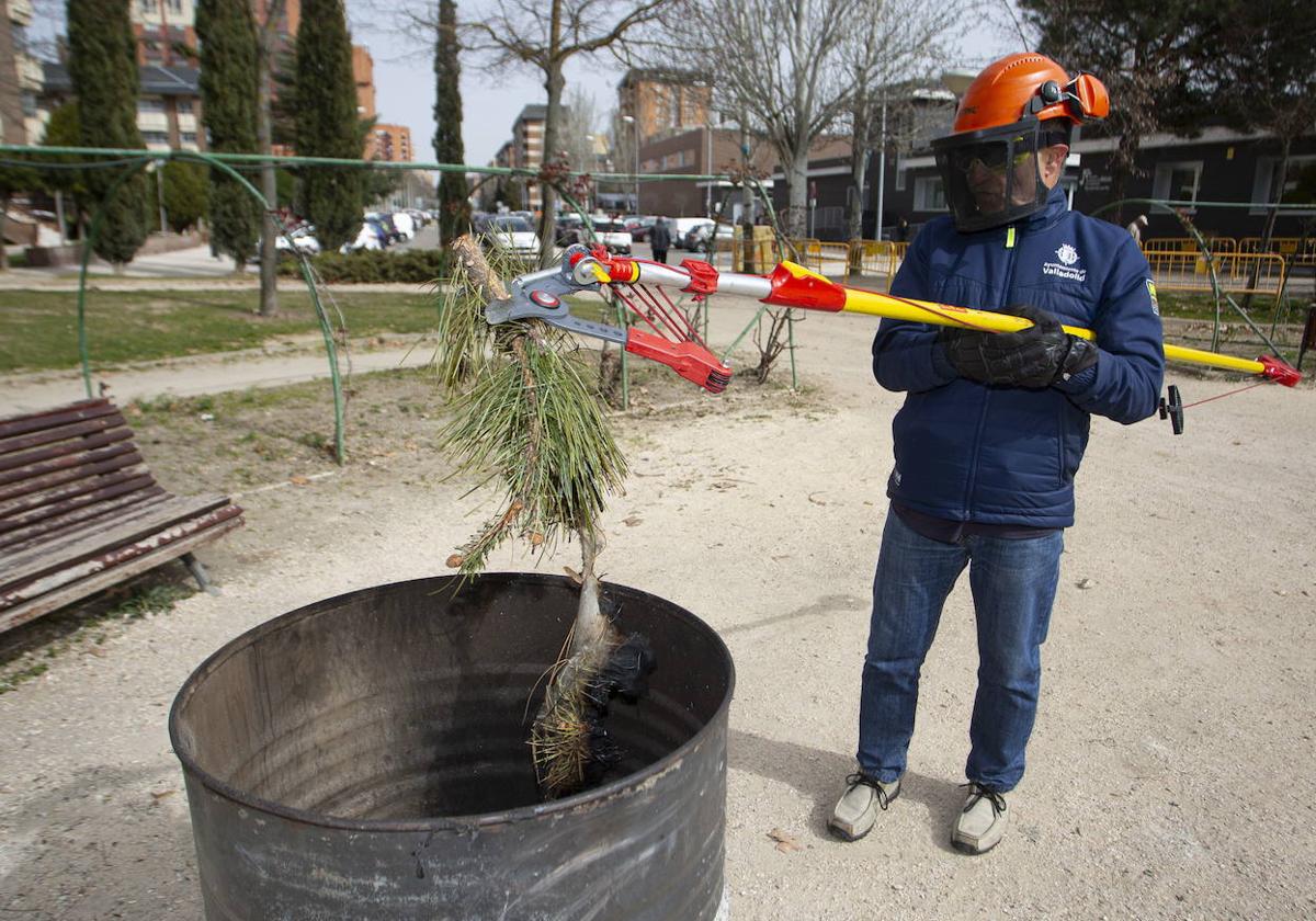 Recogida de nidos en temporadas anteriores en el parque junto al centro cívico José Luis Mosquera.