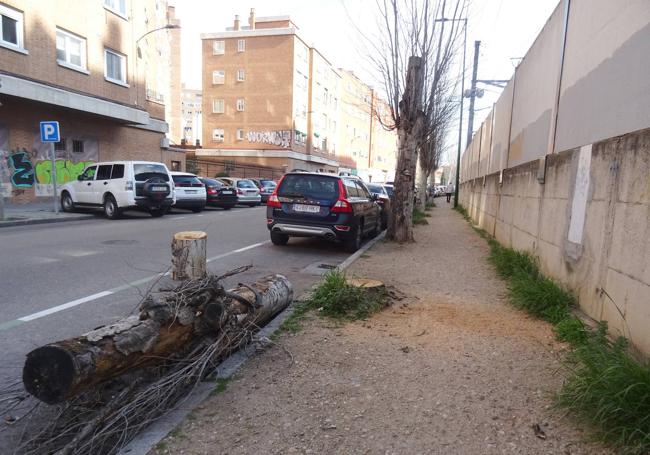 El último álamo talado este miércoles en la avenida de Irún.