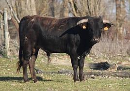 Novillo que se soltará este sábado por las calles de Villalón.