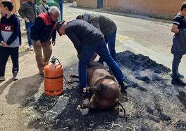 Chamuscado del cerdo en la matanza de Ceinos, este sábado.