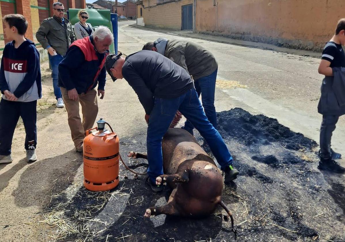 Chamuscado del cerdo en la matanza de Ceinos, este sábado.