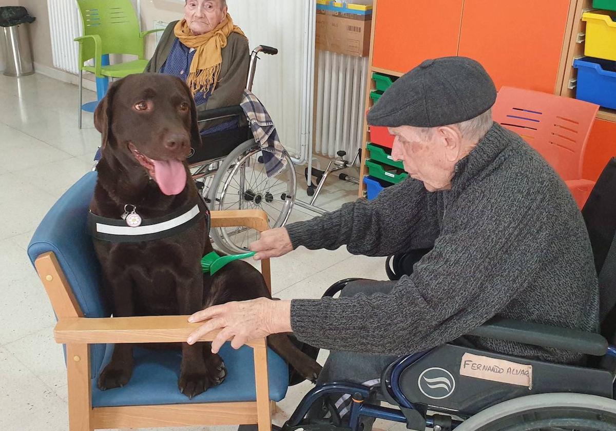 Un anciano cepilla a un perro en la residencia La Alameda en Nava de la Asunción.