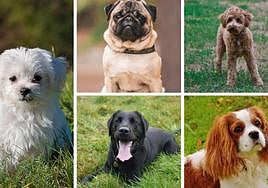 Varias razas de perros recomendadas para personas mayores