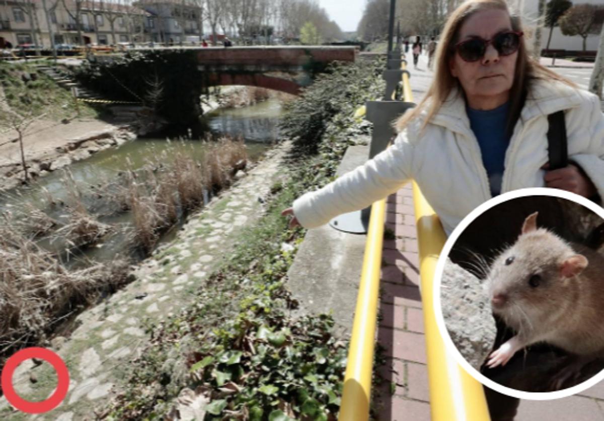 Mercedes Sanz apunta a una de las ratas que viven en el cauce del Esgueva cerca de su domicilio.