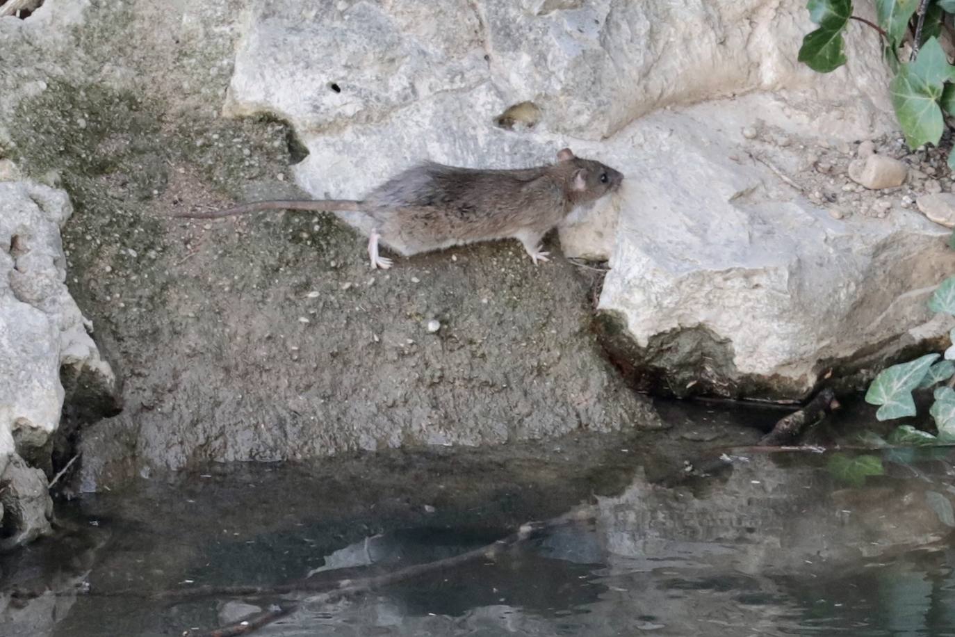 Plaga de ratas en el Paseo del Cauce