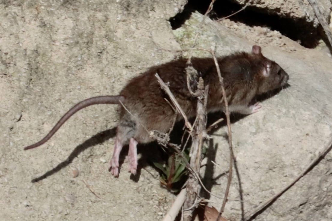 Plaga de ratas en el Paseo del Cauce | El Norte de Castilla