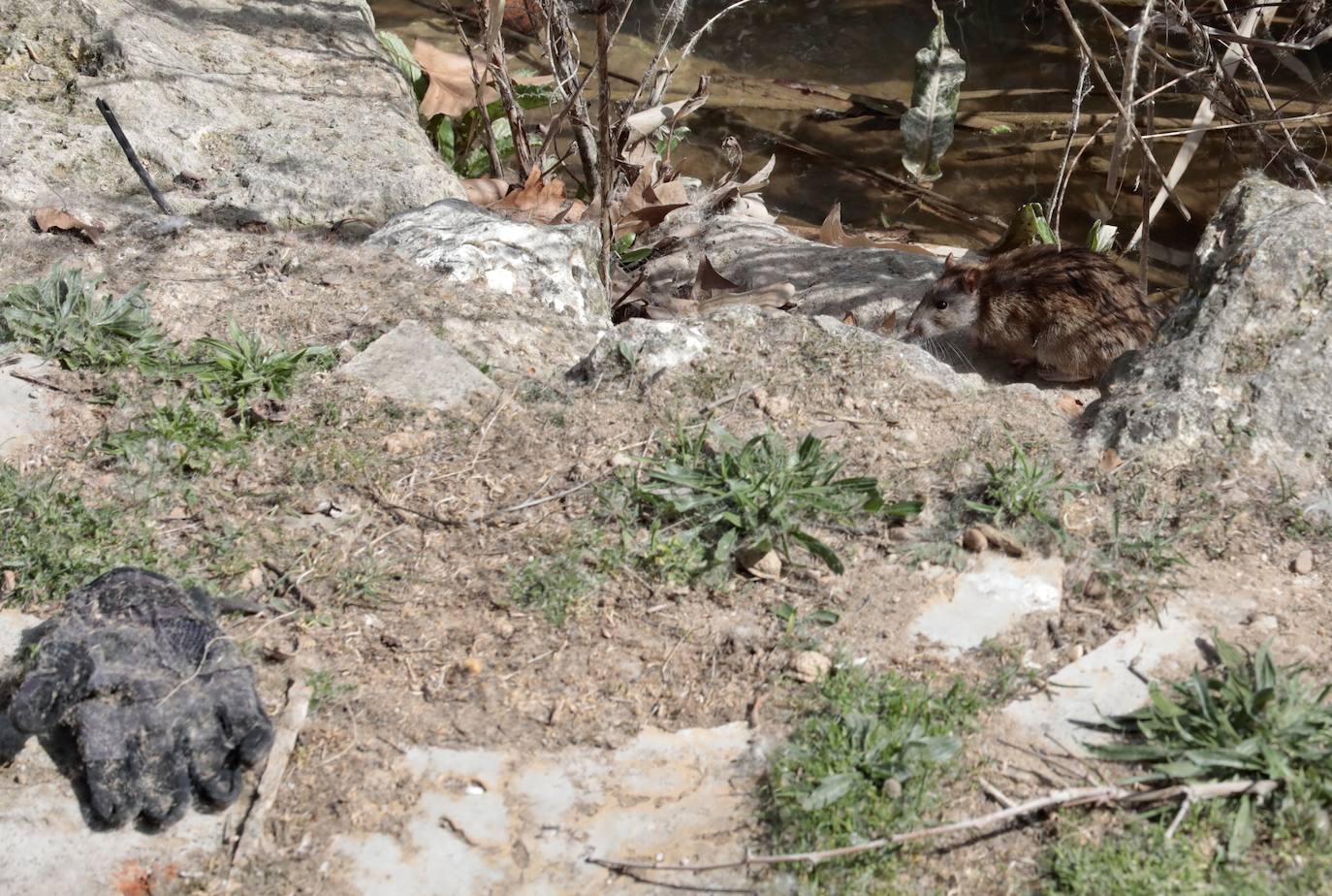 Plaga de ratas en el Paseo del Cauce