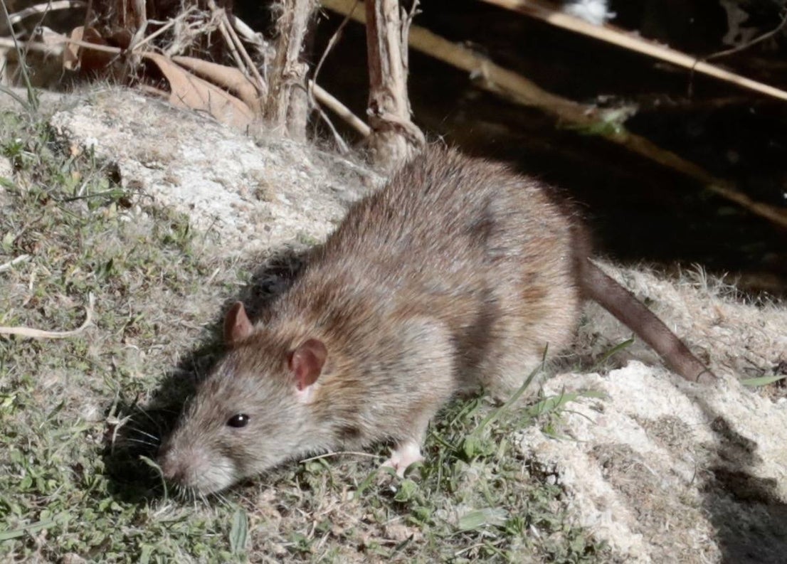 Plaga de ratas en el Paseo del Cauce | El Norte de Castilla