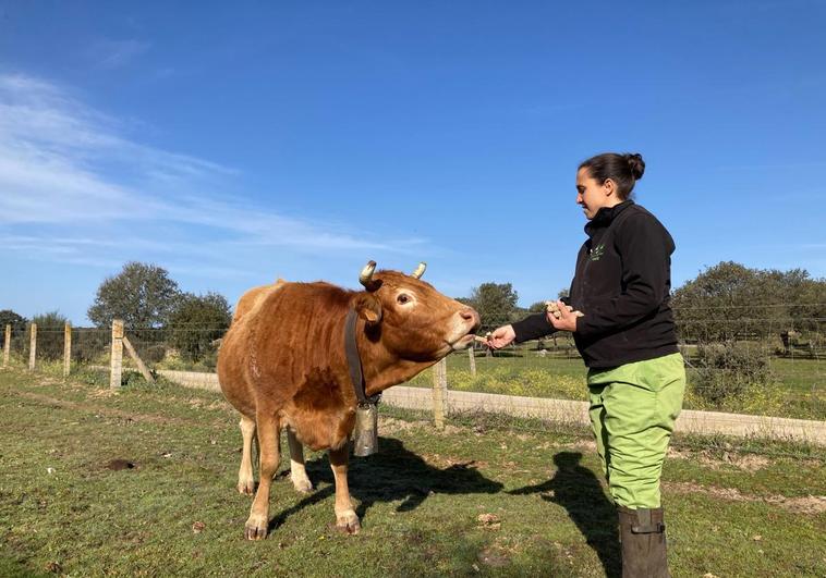 Noelia da tacos de pienso a una vaca en una explotación de Fuentes de Oñoro, Salamanca.