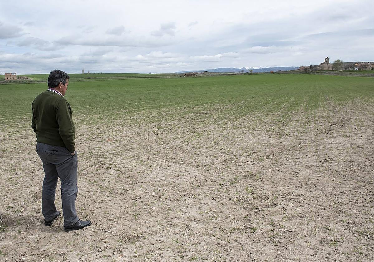 Un agricultor observa el campo arrasado por la sobrepoblación de conejos cerca de la capital segoviana.