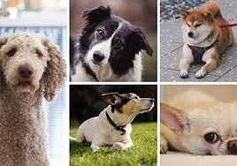 Las cinco razas de perro con mayor esperanza de vida