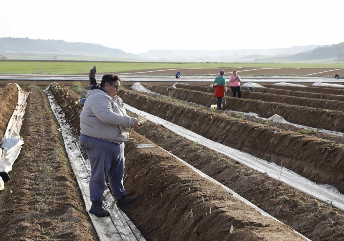 Trabajadores del campo en una plantación de espárragos en Tudela de Duero.