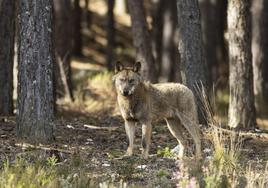 Un lobo, en una imagen de archivo.