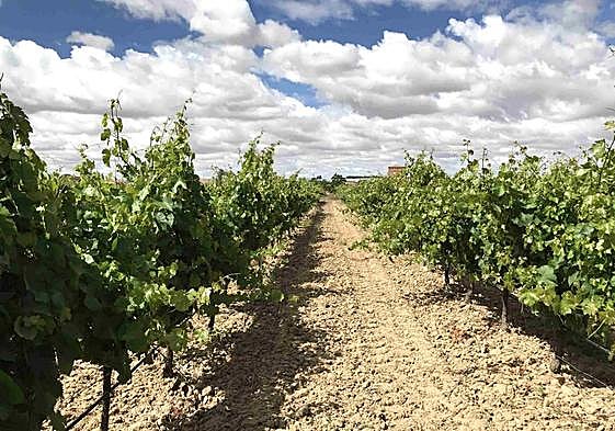 Viñedo en la provincia de Valladolid.