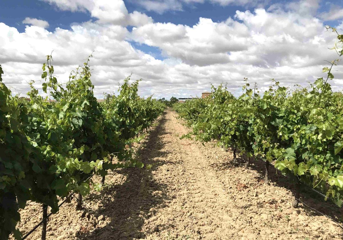 Viñedo en la provincia de Valladolid.