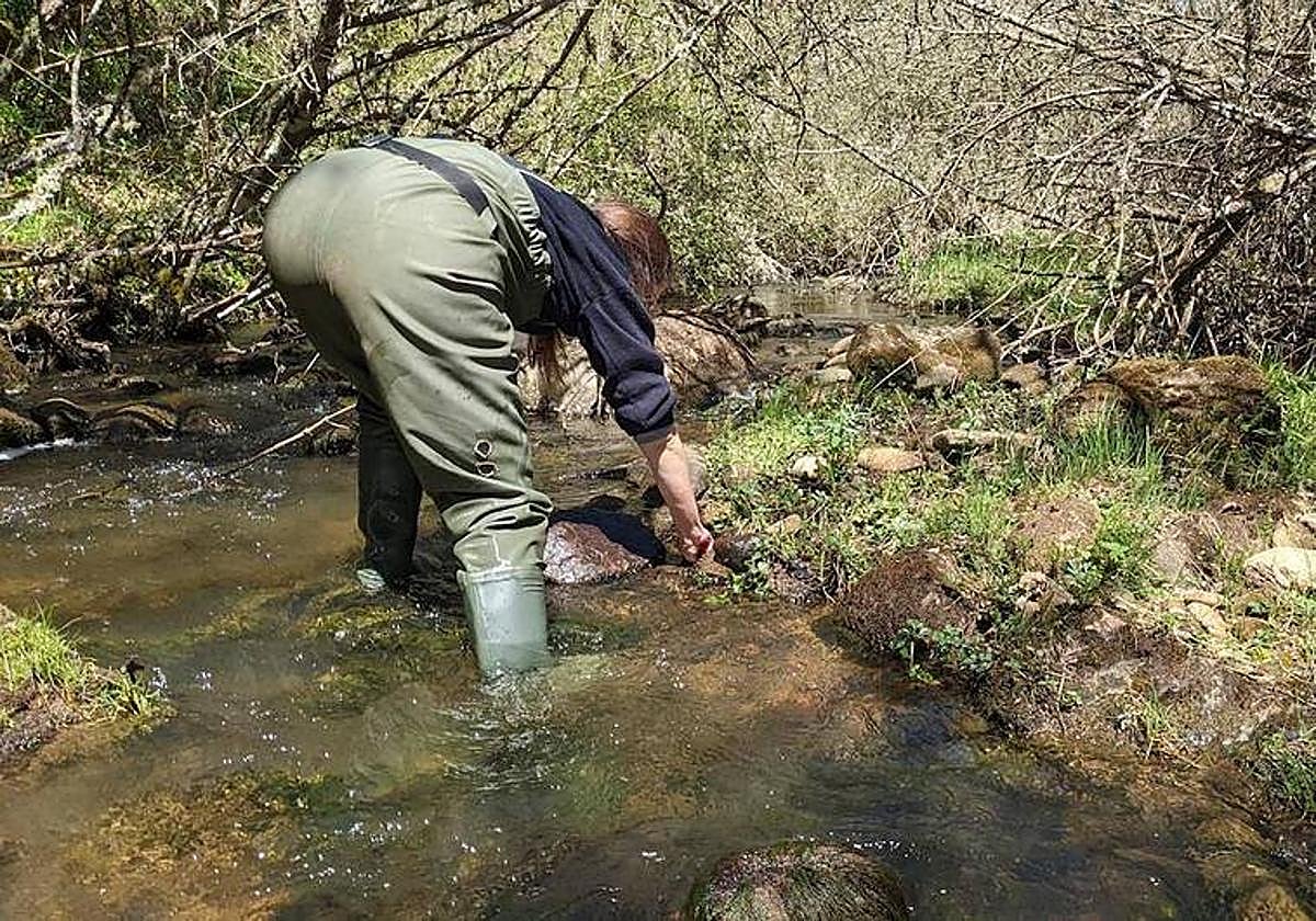 Muestreos biológicos en los ríos de la cuenca del Duero.