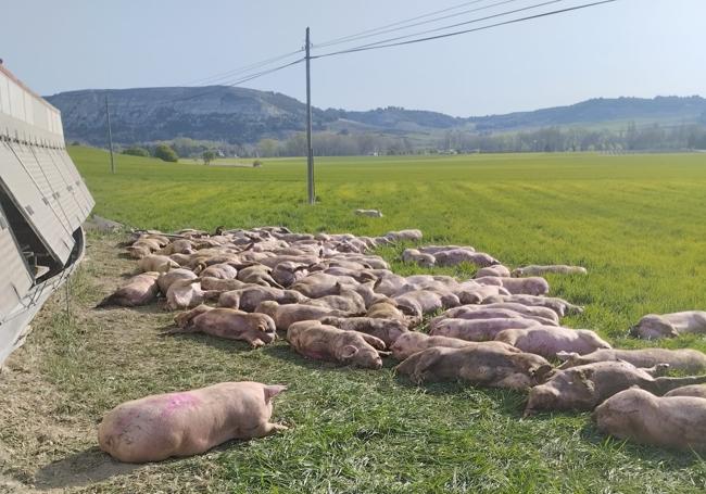 Los animales muertos, junto al camión.