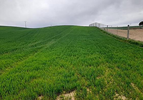 Cebada, esta campaña.