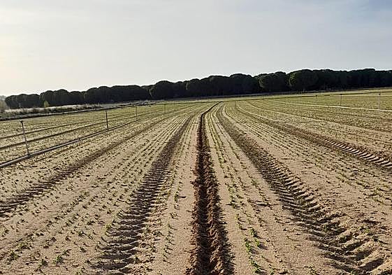Rastro de los jabalíes en una parcela de San Román de Hornija, en la provincia de Valladolid.
