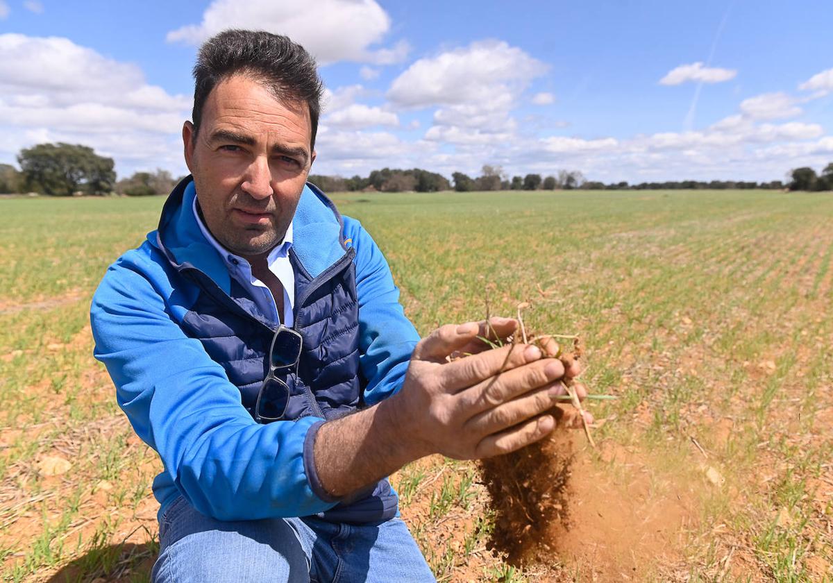 La sequía castiga al secano, que ya tiene pérdidas irreversibles por falta de agua