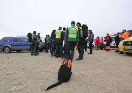 Arsa, una de las perras de la unidad canina de la Guardia Civil, en la sierra de Béjar.