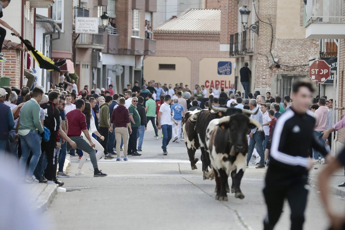 Encierro en Pedrajas de San Esteban