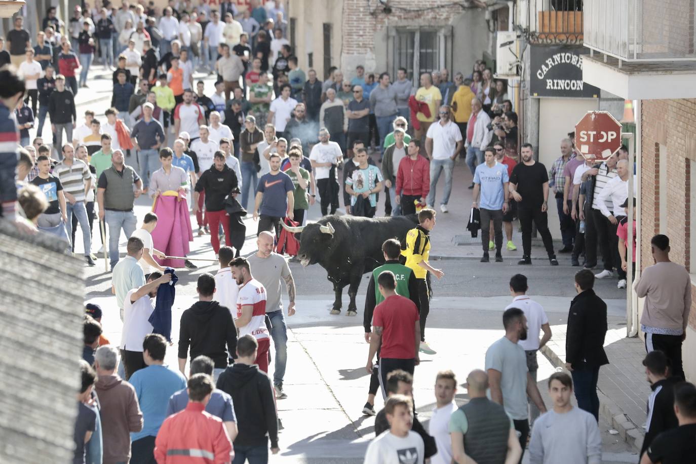 Encierro en Pedrajas de San Esteban