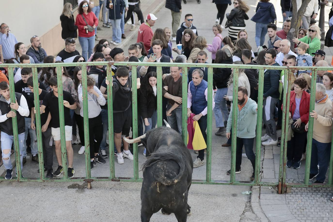 Encierro en Pedrajas de San Esteban