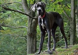 Gran Danés, una de las razas más grandes del mundo