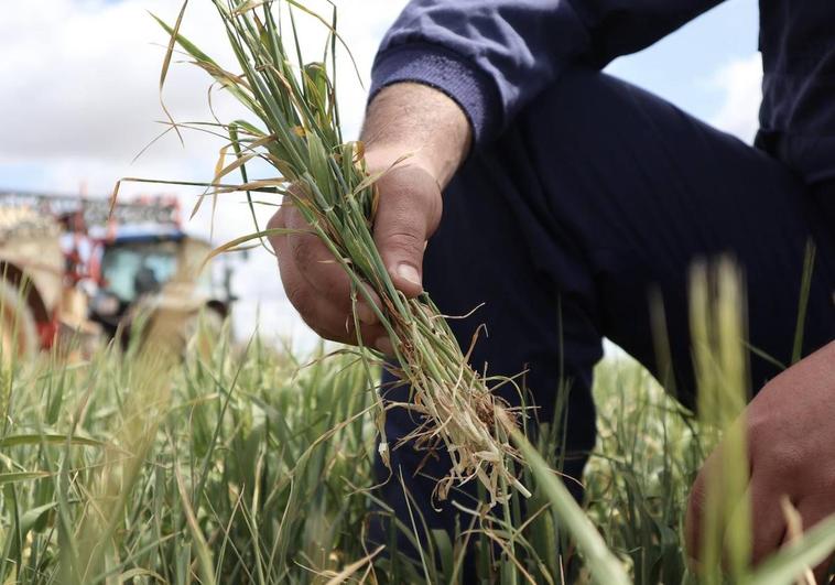 Leve repunte del cereal en la lonja de Zamora