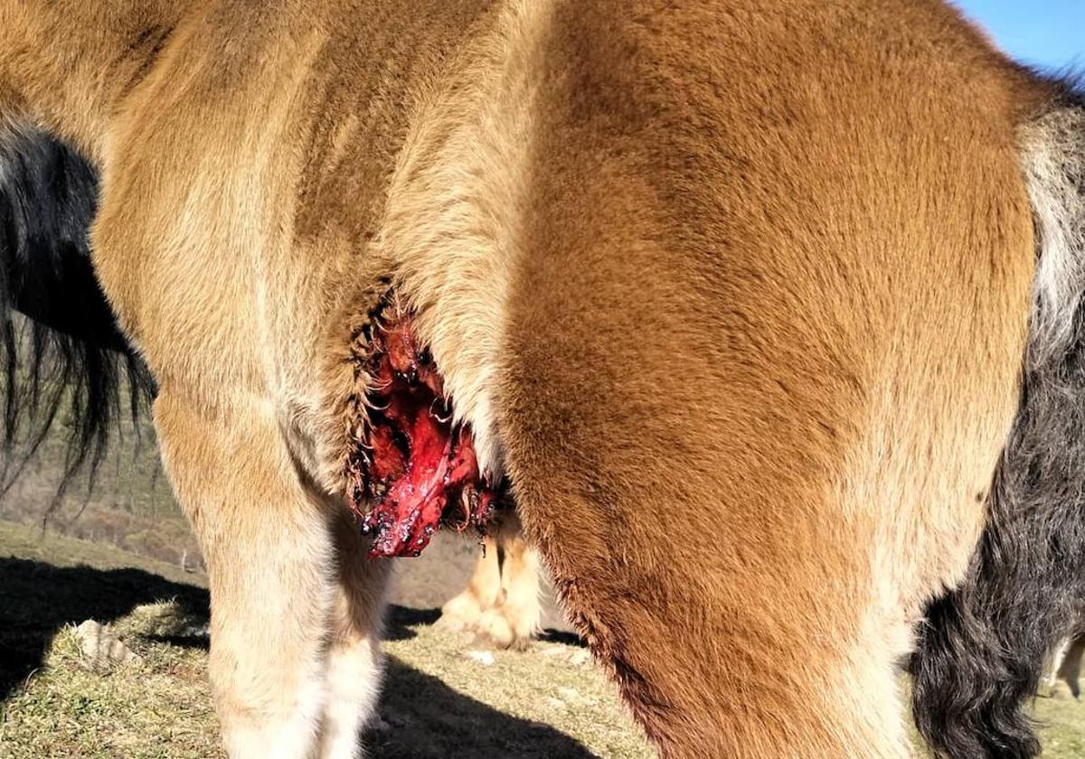 Potro herido por ataque de lobos en Lores, en La Pernía.