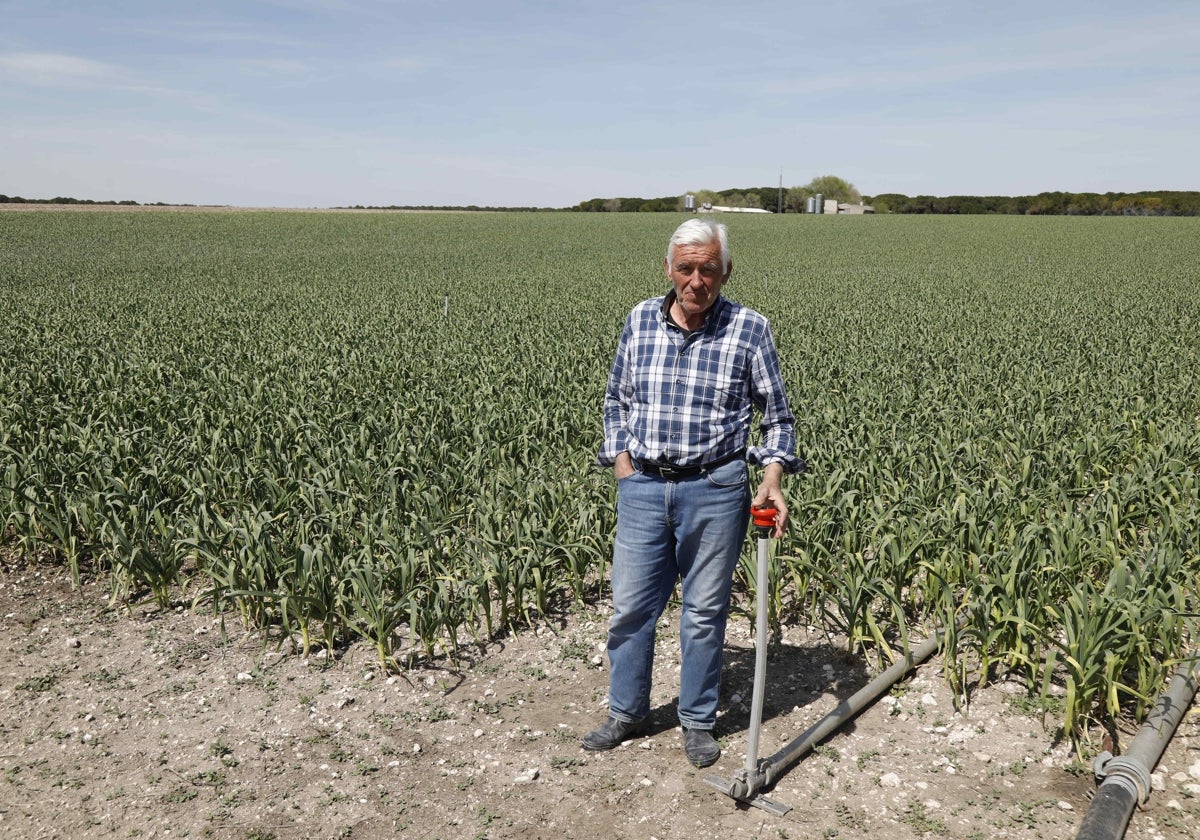 Juan José Viloria en la parcela de la que han robado 220 aspersores.