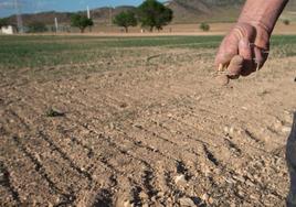 Un agricultor muestra la tierra seca.