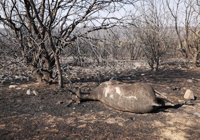 Un cérvido muerto en uno de los incendios que asolaron Castilla y León en 2022.