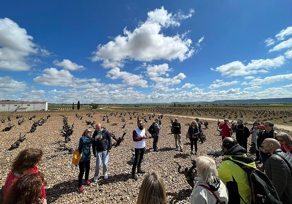 Los senderistas participantes en la ruta enoturísticas, visitando algunas viñas centenarias