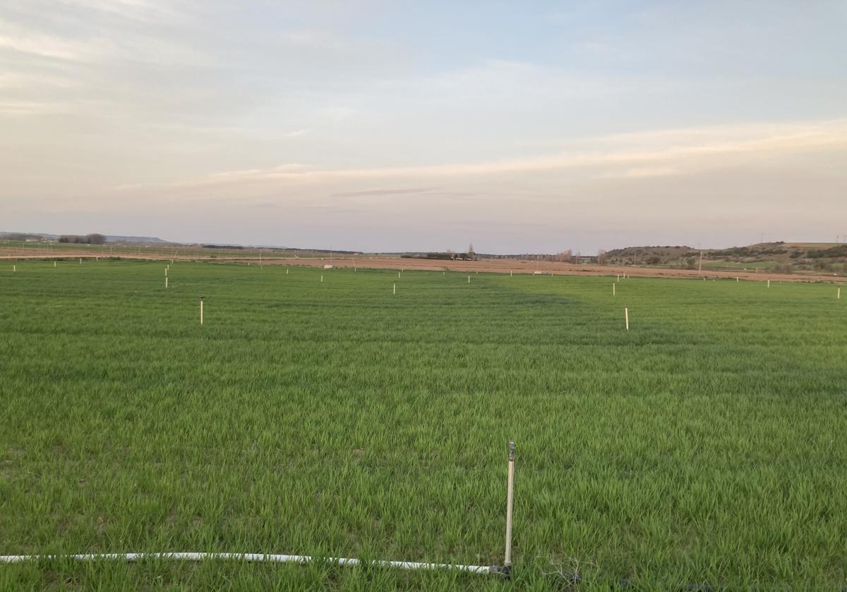 Parcela de cereal con riego en la localidad vallisoletana de Pollos, en el Bajo Duero.