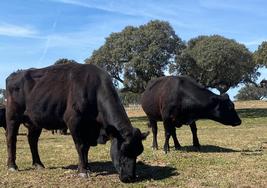 Las vacas aprovechan el poco pasto que va quedando en la finca, en este caso, en la localidad salmantina de Villarmayor.