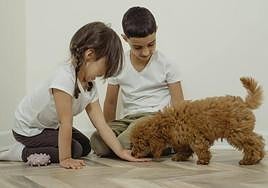 Varios estudios confirman numerosos beneficios para los niños que se crían con perros