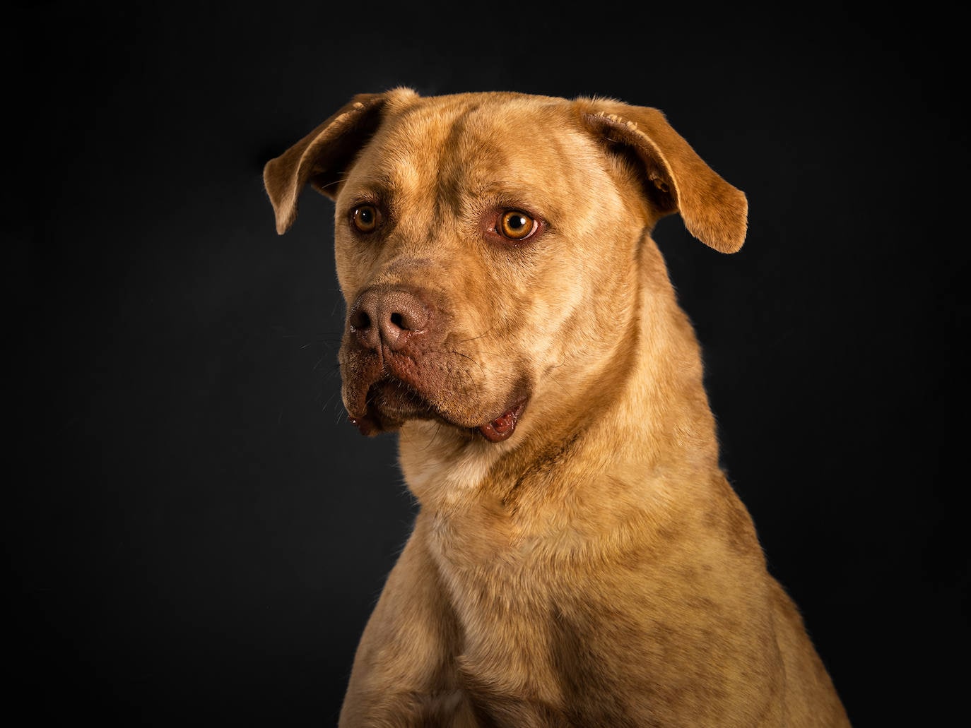 Estos Perros De La Protectora De Valladolid Buscan Un Hogar | El Norte ...