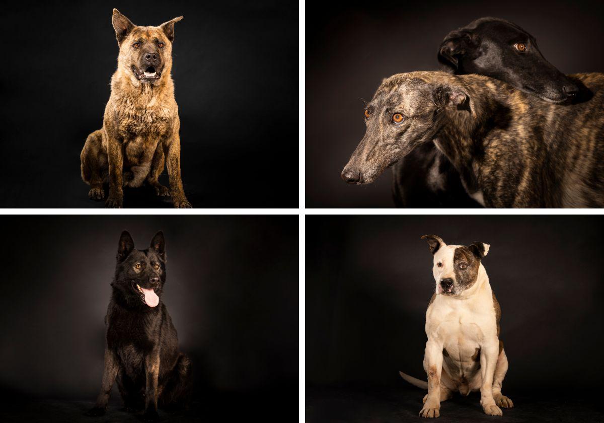 Así se hizo la sesión fotográfica en el Centro de Protección Animal de Valladolid