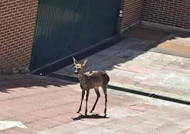 El corzo que fue capturado este lunes en el barrio de Parquesol.