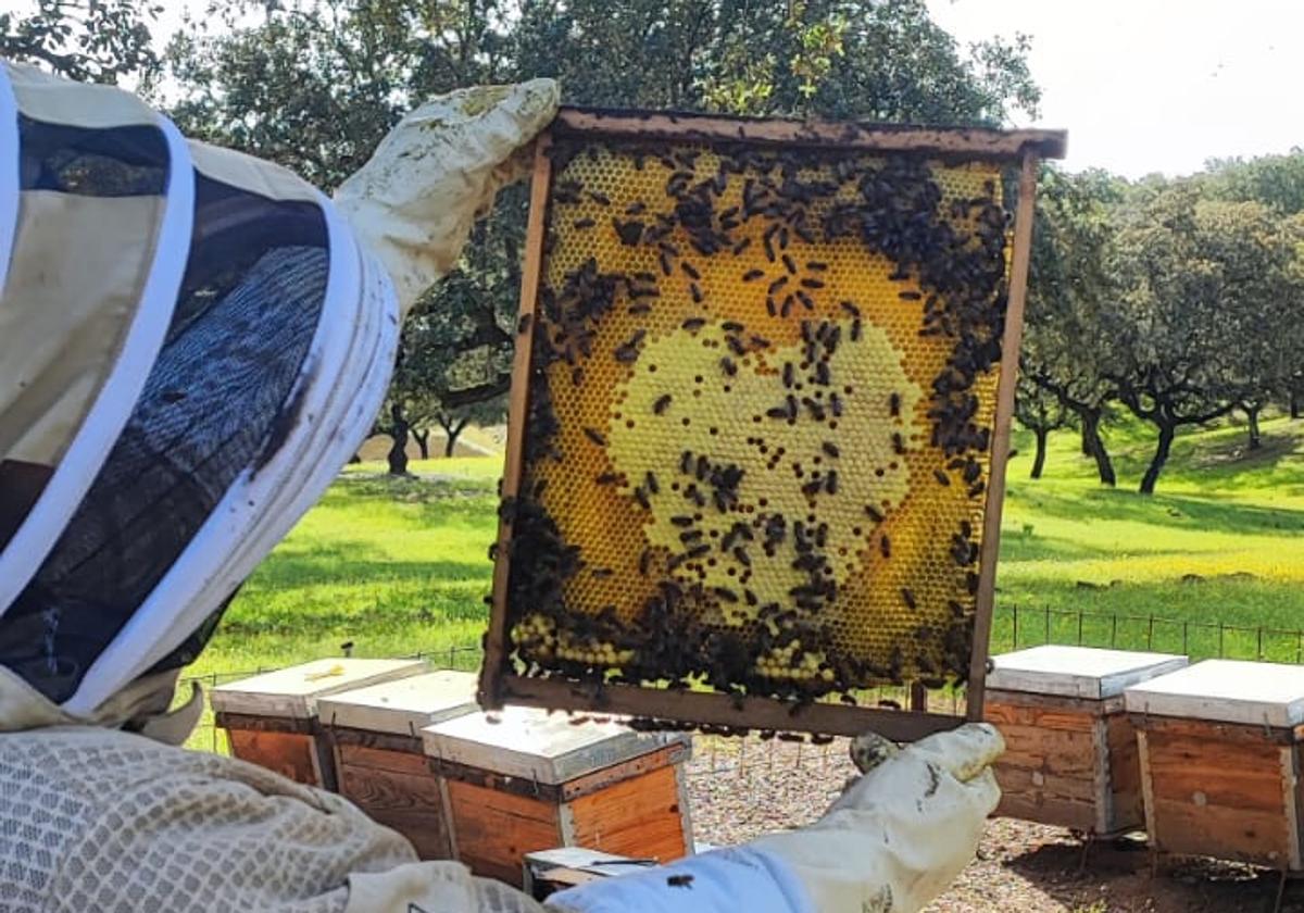 Un apicultor muestra un panal.