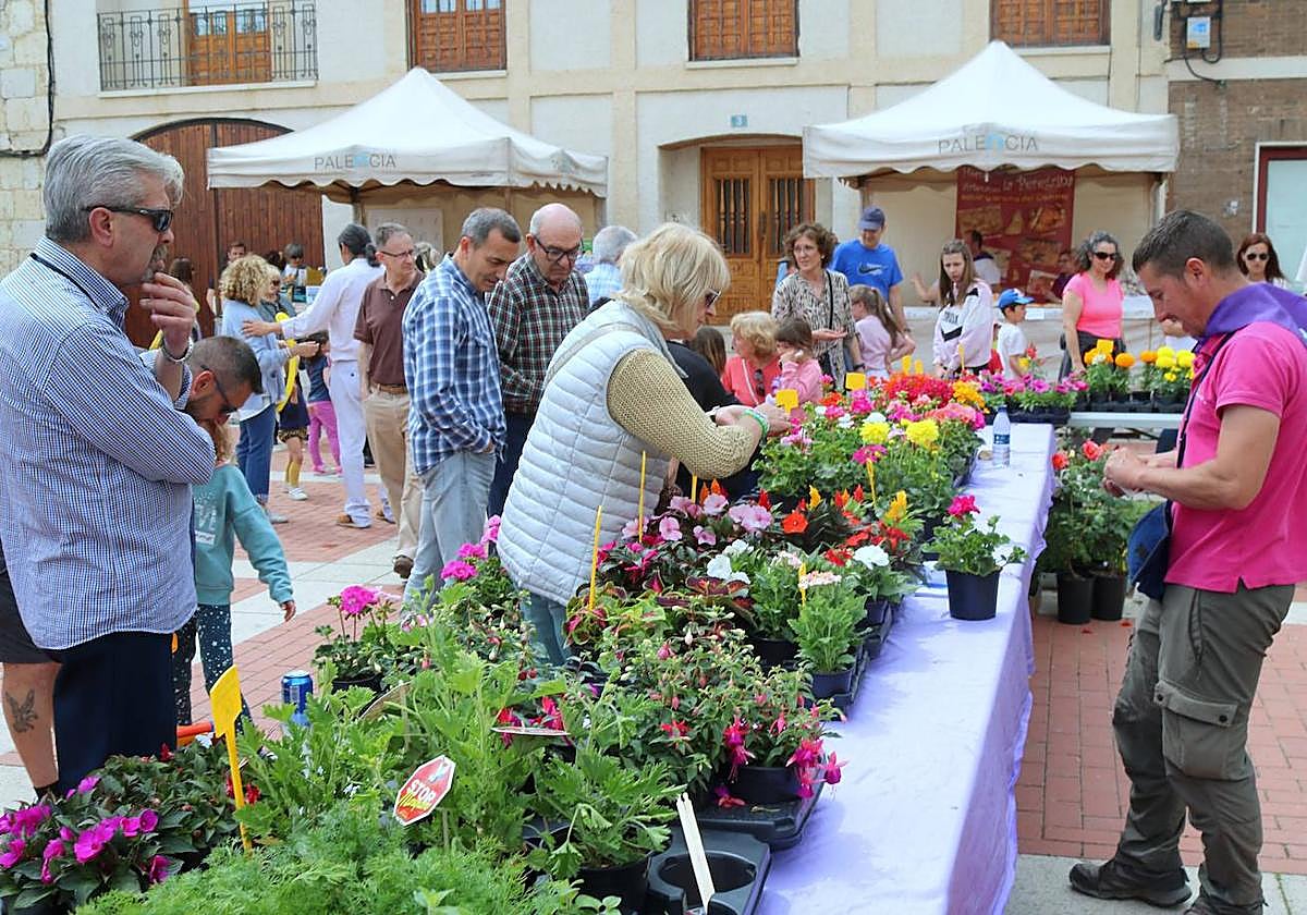 Villaviudas celebra la tercer fiesta de exaltación de las lilas