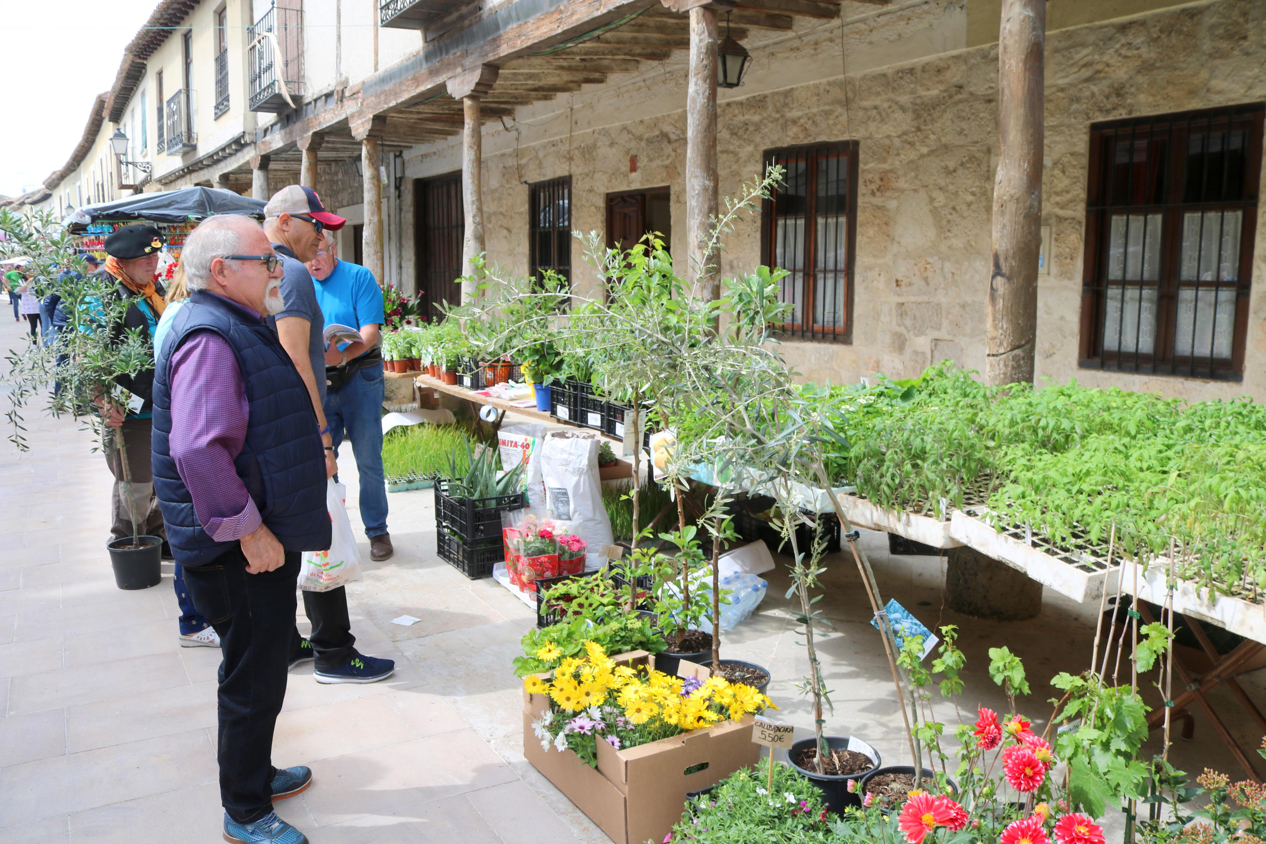 Ampudia celebra el XII Mercado Regional de la Flor