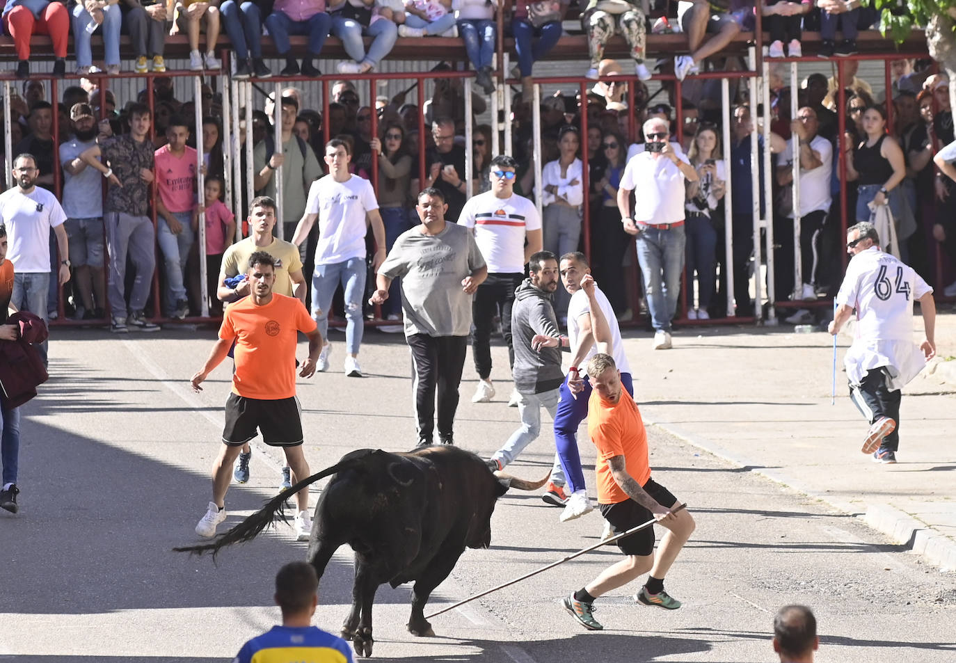 Encierro del Toro del Sarmiento en La Seca