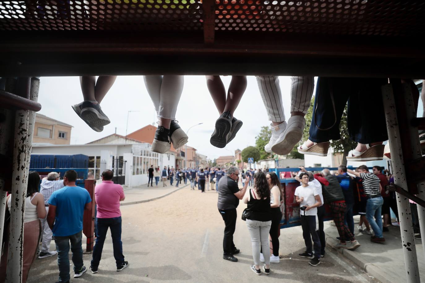 Encierro en la Seca con motivo de la Fiesta del Verdejo